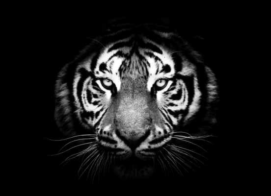 Tigerface BW